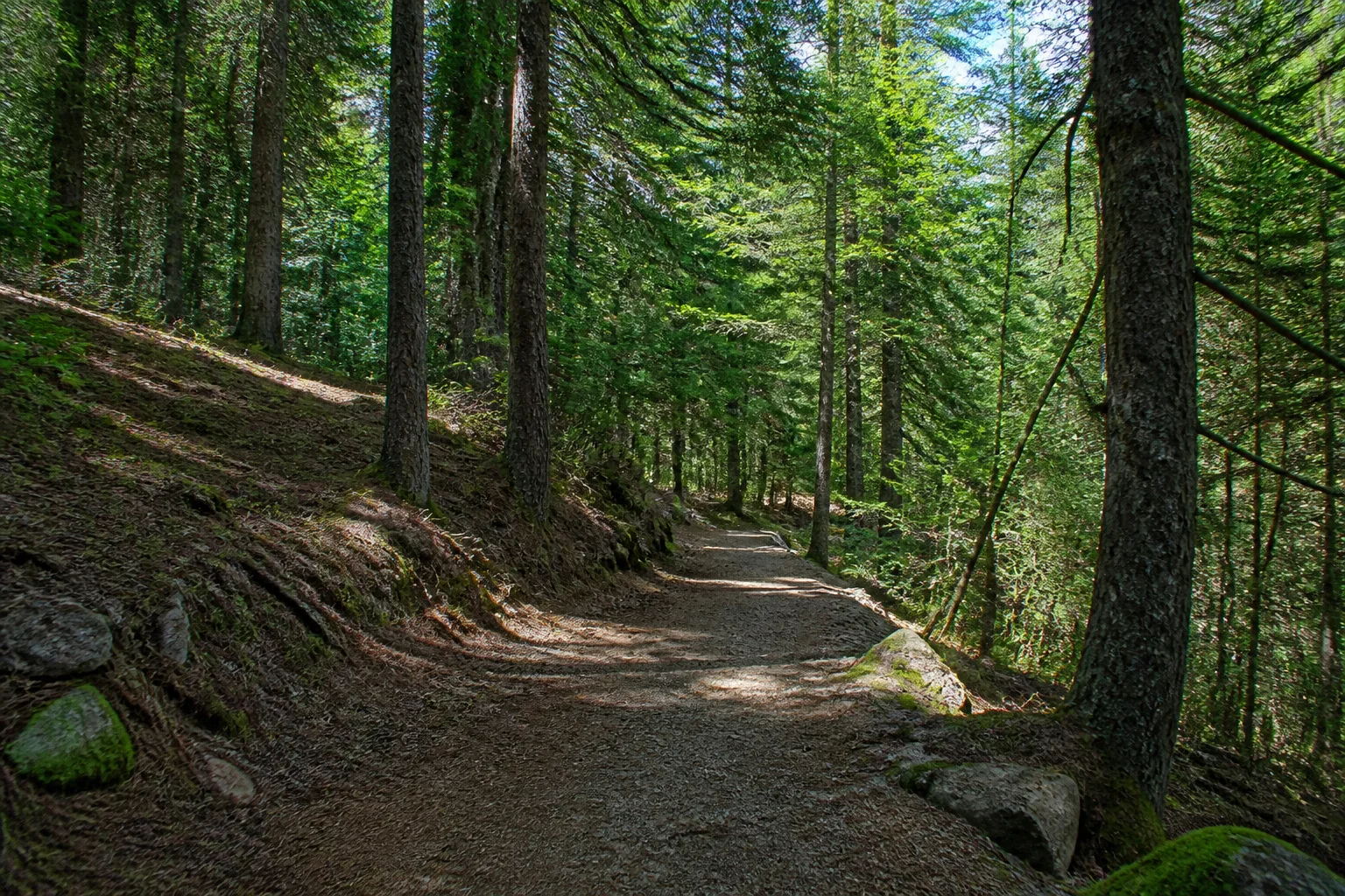 Uzun çam ağaçlarının arasından geçen gölgeli ve sessiz bir orman yolu